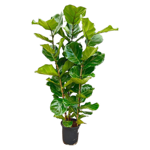 Ficus Lyrata struik - 160 cm - Ø30 - Stera
