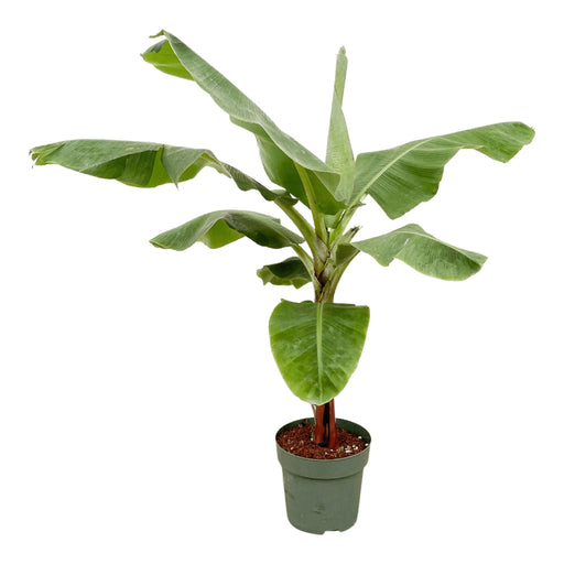 Bananenplant (Musa) - 150cm - Ø30 - Stera