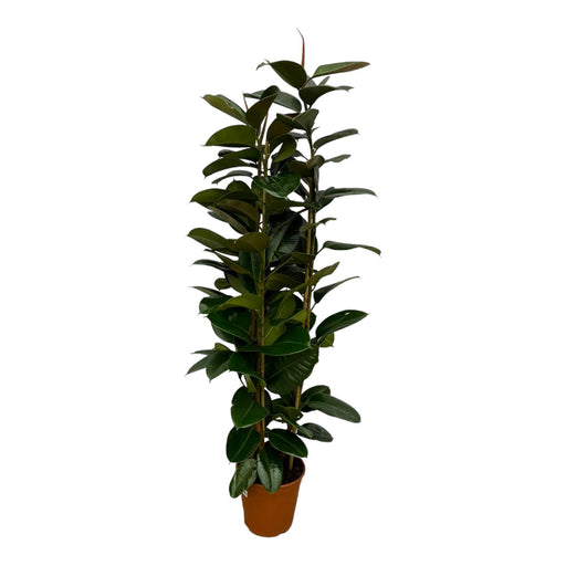 Ficus Elastica Robusta struik - 170 cm - Ø27cm - Stera