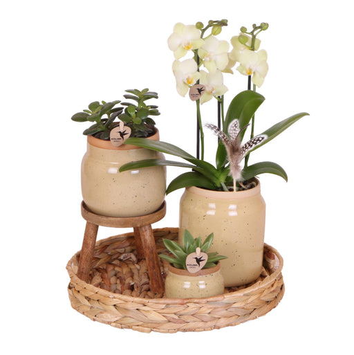 Kolibri Orchids | Groene planten met gele Phalaenopsis orchidee in Vintage khaki sierpotten en hyacinth dienblad - Stera