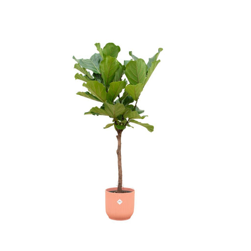 Ficus Lyrata stam inclusief elho Vibes Fold Round roze - 160 cm - Ø30 - Stera