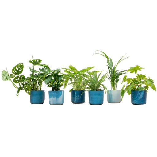 Verrassingsbox - 6 planten inclusief elho Ocean Round atlantisch blauw Ø14 - Stera