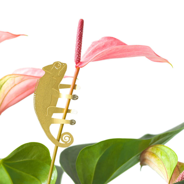 Plant Animal - Chameleon, plant decoration - Stera