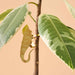 Plant Animal Iguana, large edition - Plant decor - Stera