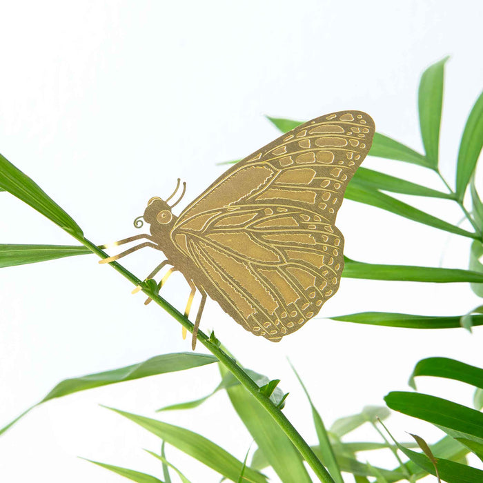 Plant Animal - Butterfly, house plant decoration - Stera