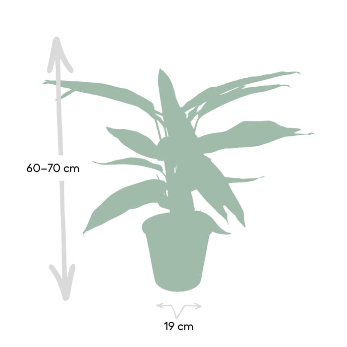 Calathea Triostar - Pauwenplant - 70cm - Ø19 - Stera