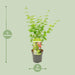 Acer palmatum Going Green - Ø19 - ↨40cm - Stera