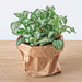 Planten terrarium pakket - Jungle 5 - Coffea - Varen - Palm - 2x Fittonia - Navulling & Startpakket- DIY - Stera