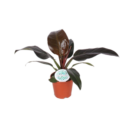 Philodendron Imperial Red - Ø14cm - ↕40cm - Stera
