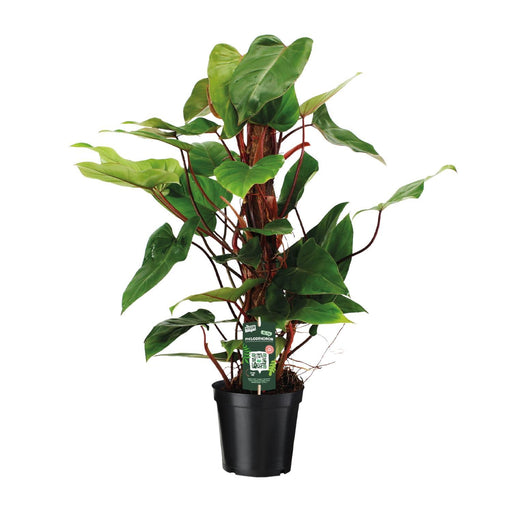 Philodendron Red Emerald - Ø19 ↕80 - Stera