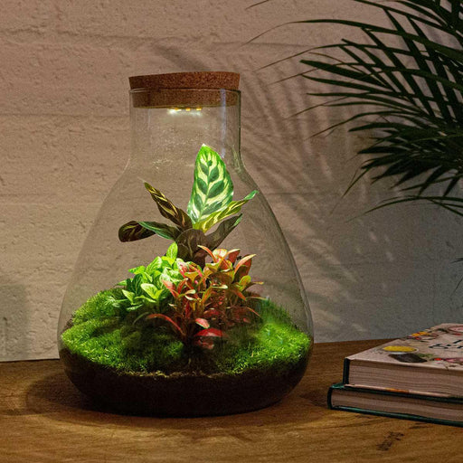 DIY terrarium - Sam Calathea met lamp - 30 cm - Stera
