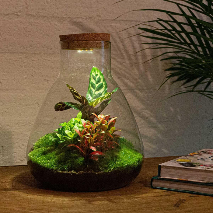 DIY terrarium - Sam Calathea met lamp - 30 cm