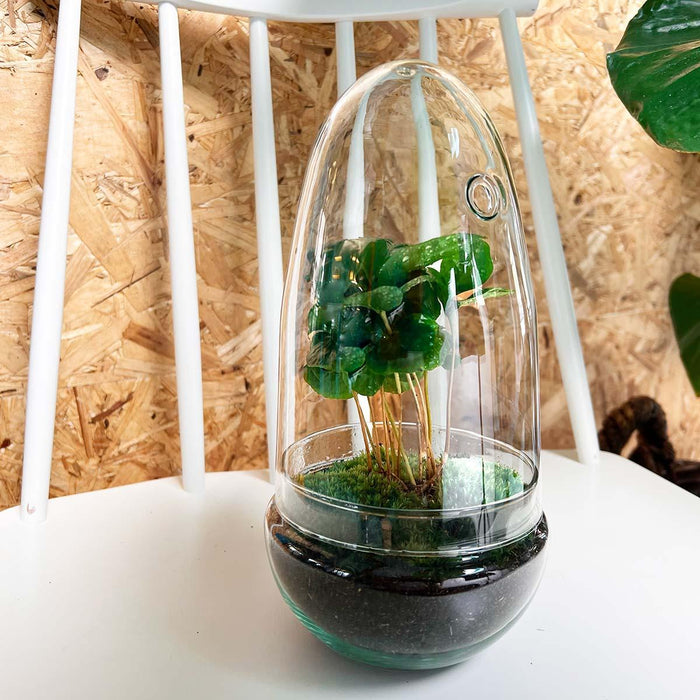 DIY terrarium - Egg Coffea Arabica - 25 cm