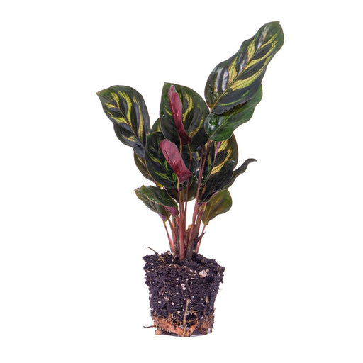Calathea Makoyana - Pauwenplant - Terrarium plant - Potmaat 6 - Stera
