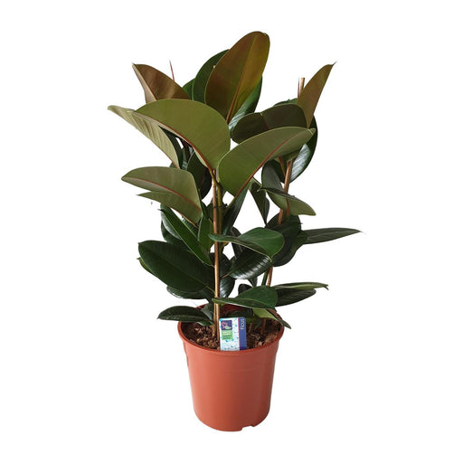 Ficus Elastica Robusta - Ø27cm - ↕80cm - Stera
