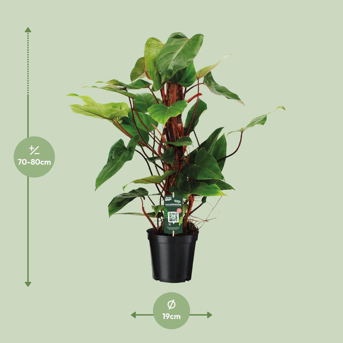Philodendron Red Emerald - Ø19 ↕80 - Stera