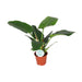 Philodendron Imperial Green - Ø17cm - ↕50cm - Stera