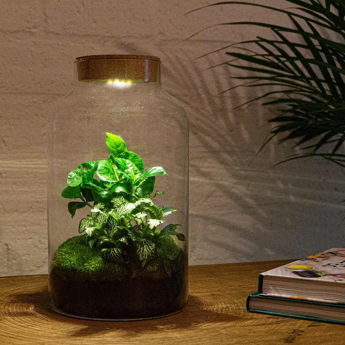 DIY terrarium - Milky Coffea met lamp - 31 cm