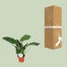 Philodendron Imperial Green - Ø17cm - ↕50cm - Stera