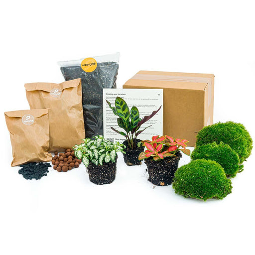 Planten terrarium pakket Calathea Lancifolia - Navulling & Startpakket- DIY - Stera