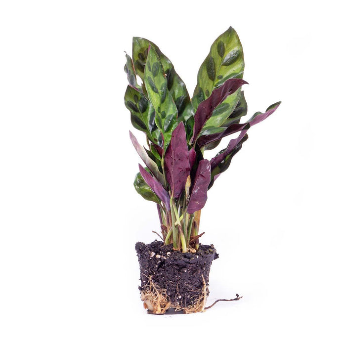 Calathea Lancifolia - Pauwenplant - Terrarium plant - Potmaat 6