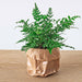 Planten terrarium pakket - Jungle 5 - Coffea - Varen - Palm - 2x Fittonia - Navulling & Startpakket- DIY - Stera