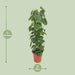 Philodendron Scandens - Ø24cm - ↕120cm - Stera
