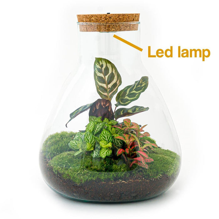 DIY terrarium - Sam Calathea met lamp - 30 cm