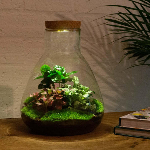 DIY terrarium - Sam Coffea met lamp - 30 cm - Stera