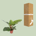Philodendron Imperial Green - Ø17cm - ↕60cm - Stera