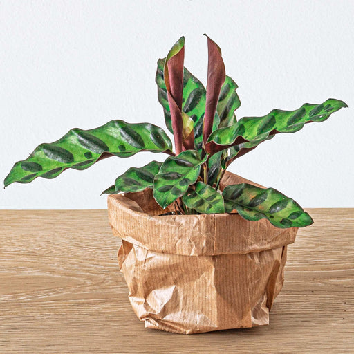 Calathea Lancifolia - Pauwenplant - Terrarium plant - Potmaat 6 - Stera