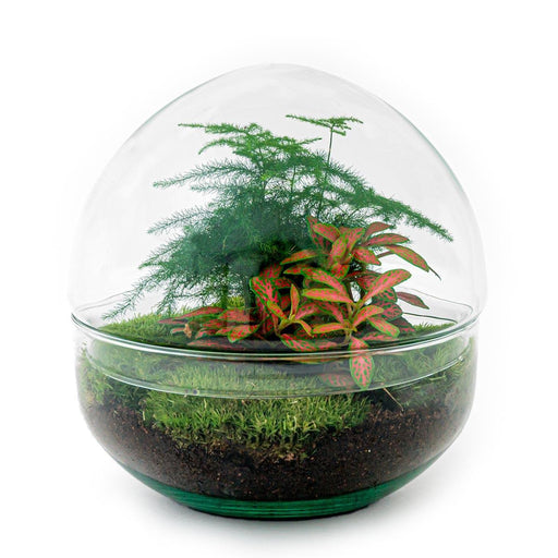 DIY terrarium - Dome Red - 20 cm - Stera