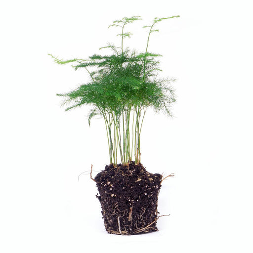 Asparagus Setaceuse Plumosus – Sierasperge - Terrarium plant - Potmaat 6 - Stera