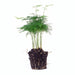 Asparagus Setaceuse Plumosus – Sierasperge - Terrarium plant - Potmaat 6 - Stera