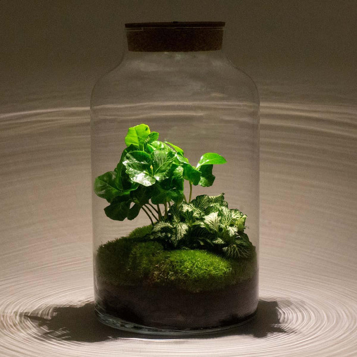 DIY terrarium - Milky Coffea met lamp - 31 cm - Stera