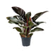 Philodendron Imperial Red - Ø17cm - ↕50cm - Stera