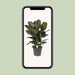 Ficus Robusta - Ø27cm - ↕90cm - Stera
