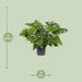 Philodendron Xanadu - Ø21cm - ↕60cm - Stera