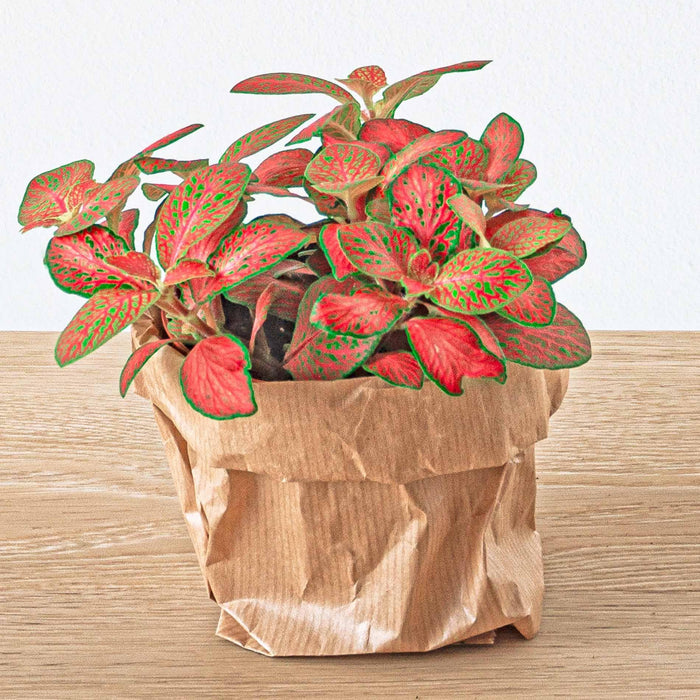 Planten terrarium pakket Calathea Lancifolia - Navulling & Startpakket- DIY - Stera