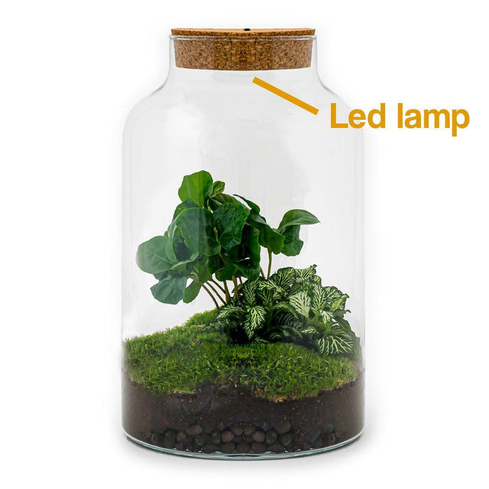 DIY terrarium - Milky Coffea met lamp - 31 cm