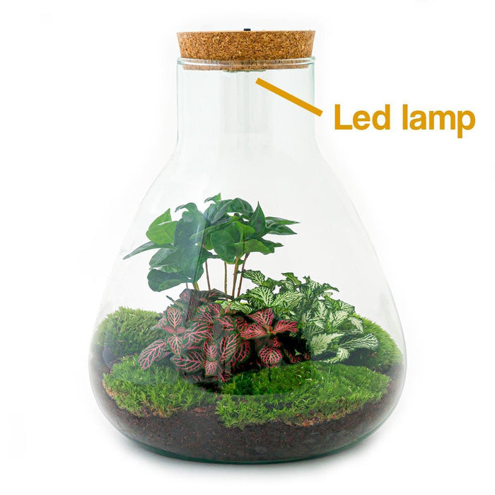 DIY terrarium - Sam Coffea met lamp - 30 cm - Stera