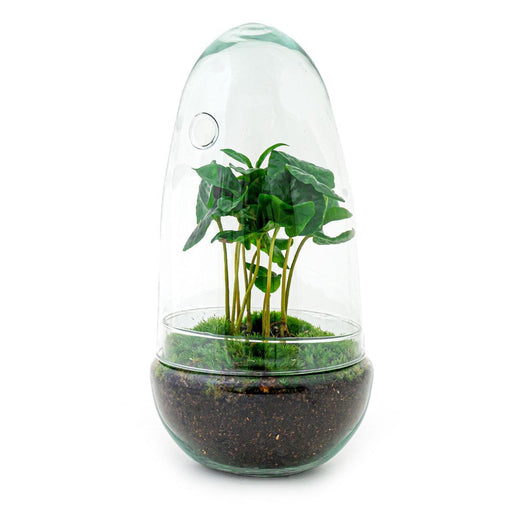 DIY terrarium - Egg Coffea Arabica - 25 cm - Stera