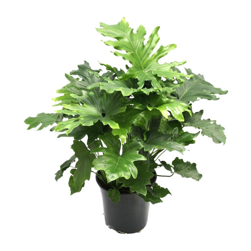Philodendron Xanadu - Ø21cm - ↕80cm - Stera