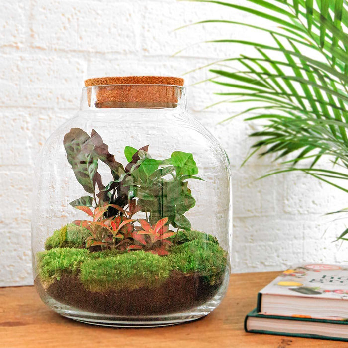 DIY terrarium - Billie Botanical - 30 cm