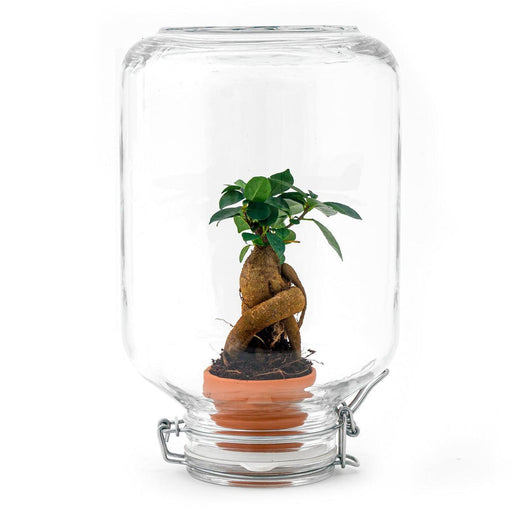 Easyplant - Ficus Ginseng bonsai - Mini-ecosysteem - Stera