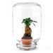 Easyplant - Ficus Ginseng bonsai - Mini-ecosysteem - Stera