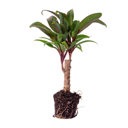 Mini-palm - Cordyline fruticosa 'Purple Compacta' - Terrarium plant - Potmaat 6 - Stera